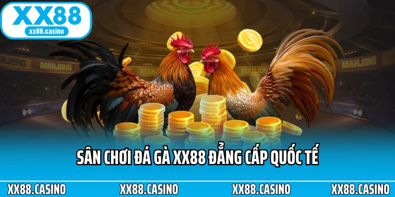 Sân chơi đá gà XX88 đẳng cấp quốc tế Sân chơi đá gà XX88 đẳng cấp quốc tế