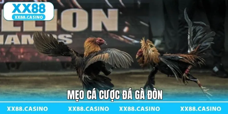 Chiến thuật quan trọng áp dụng trong dự đoán đá gà