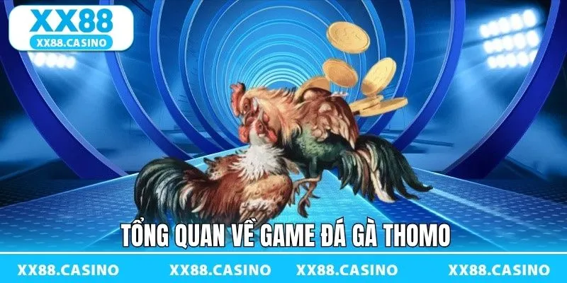 Tổng quan về đấu trường Thomo đẳng cấp Tổng quan về đấu trường Thomo đẳng cấp